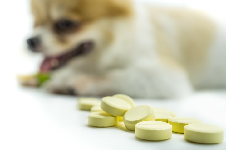 veterinary medicine, pet, animals, health care concept – focus on yellow pills, tablets with blur pomeranian dog sitting on white background, isolate.